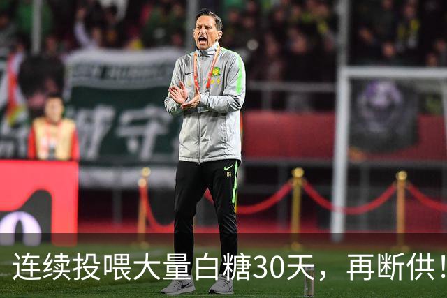 连续投喂大量白糖30天，再断供！国外网红扮“蚂蚁天神”整蛊野生蚁群